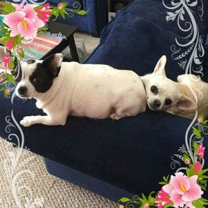 Meet your Posher, Sharon